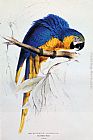Edward Lear Blue And Yellow Macaw painting